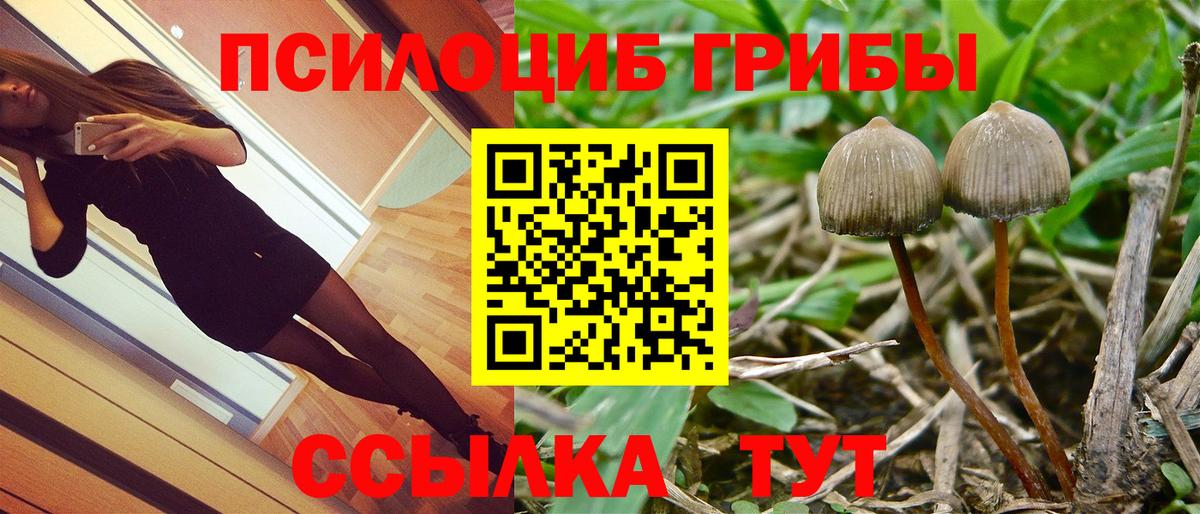 купить наркотик  Вход с VPN  Сунжа  Псилоцибиновые грибы Cubensis 